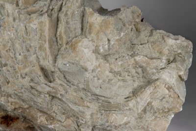 Stromatoporenkalkstein, Ausschnitt