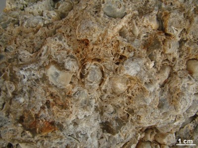 fossile Austernbank, Ausschnitt