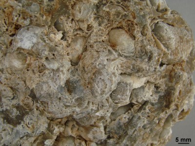 fossile Austern, Ausschnitt