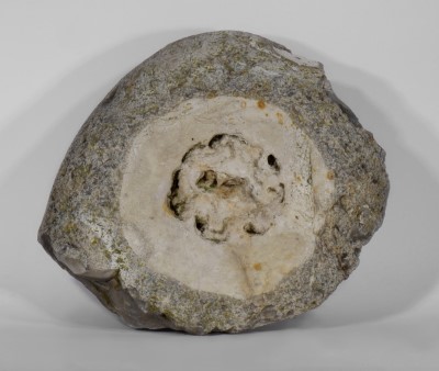 fossiler Schwamm in Feuerstein