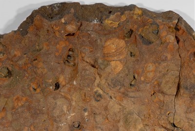 fossilführender Toneisenstein, Detail