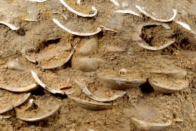 Pectunculus-Sandstein, Detail
