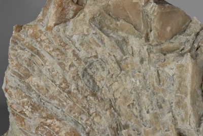 Stromatoporenkalkstein, Ausschnitt