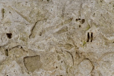 Silurischer Kalkstein, Geschiebefund, Ausschnitt