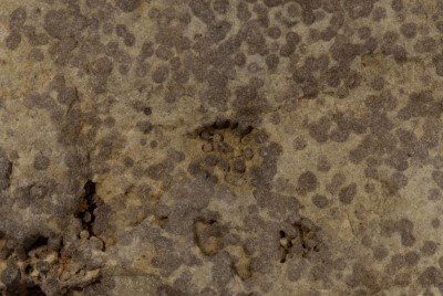 Skolithos-Sandstein Detail