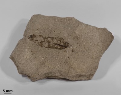 fossiles Blatt im Moler