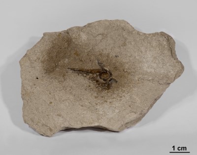 fossile Libelle im Moler