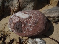 Konglomeratischer Sandstein